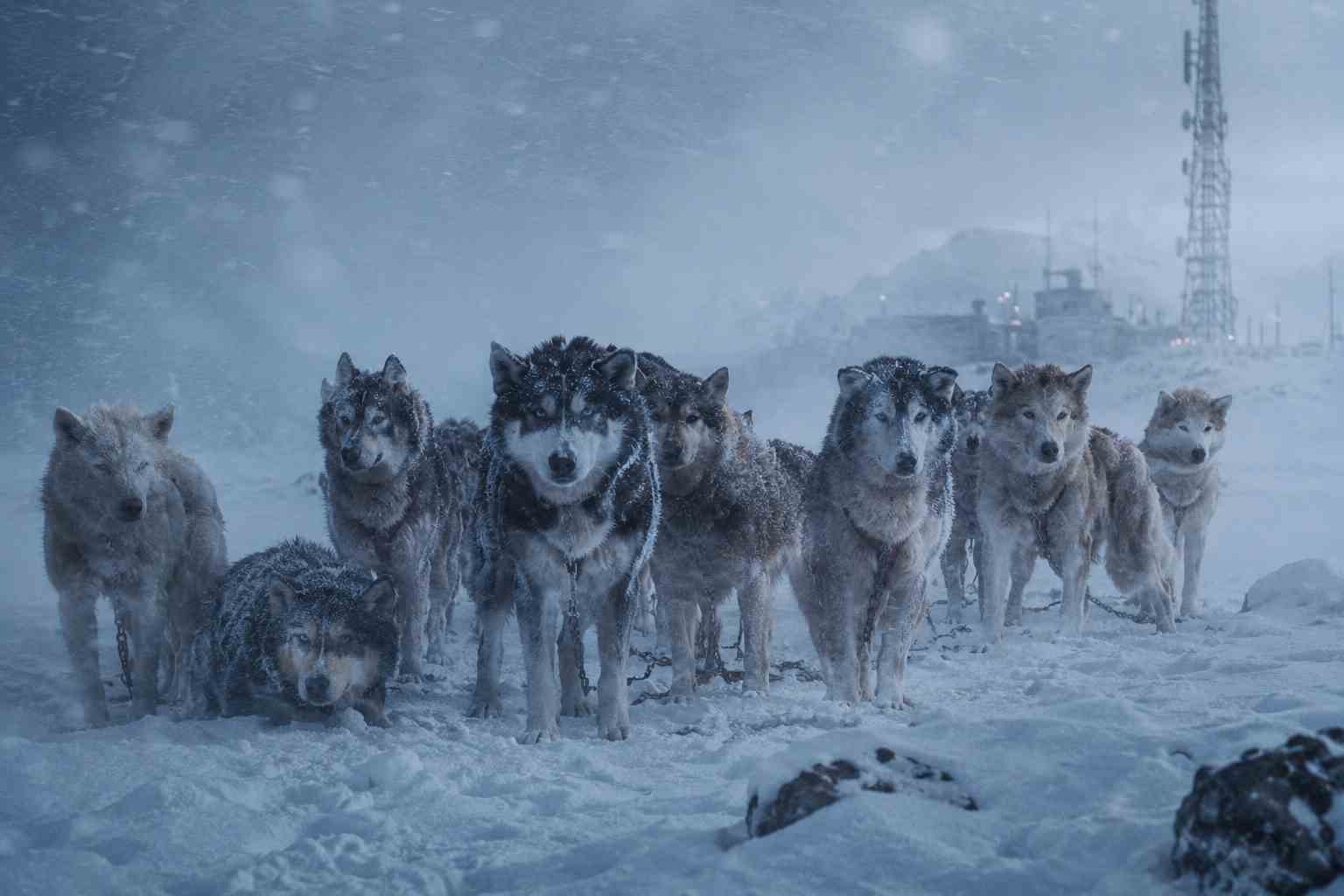 Sled dogs surviving in Antarctica in the real Eight Below true story